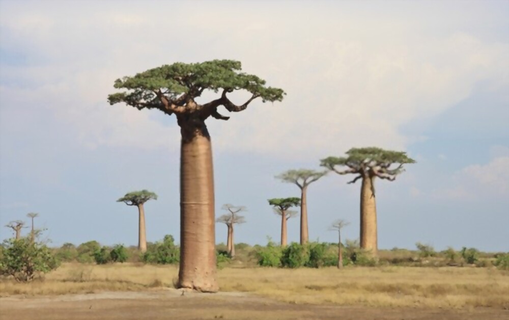 Baobab trees in Madagascar: most amazing trees