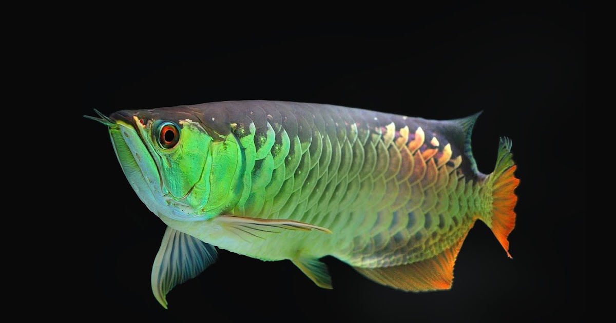 Here Are The Tips on How to Care Arowana Fish in Aquarium - fish-hobbyist