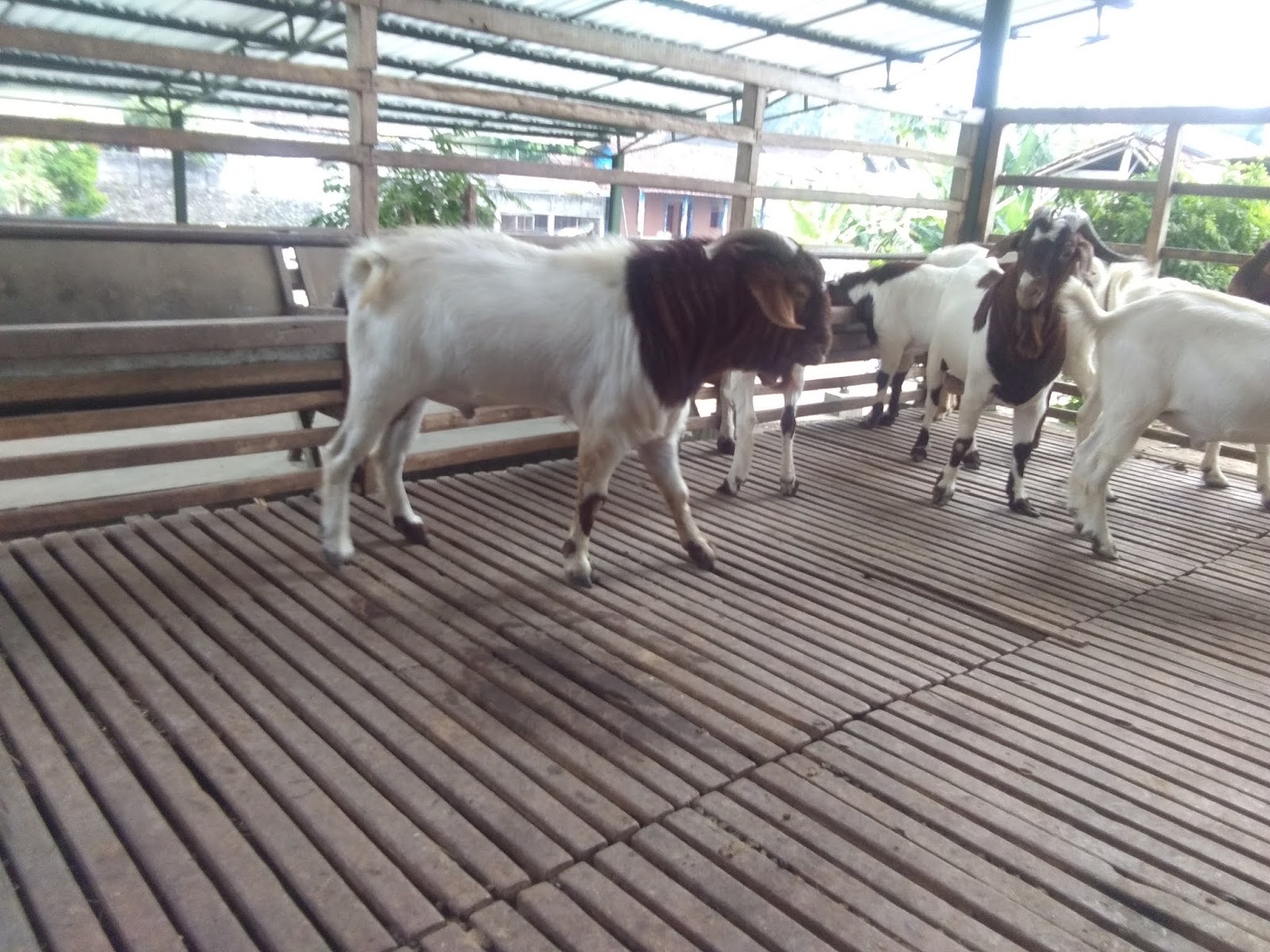 Jual Kambing Boer Super Fullblood Harga terjangkau