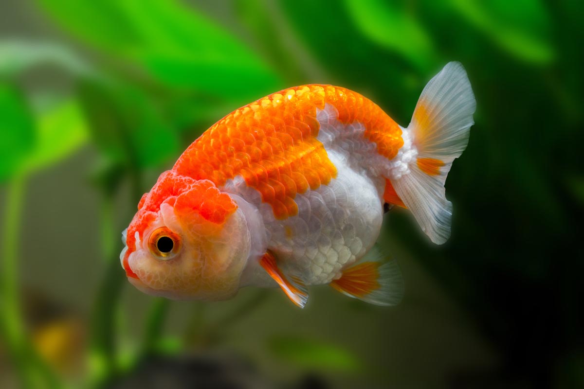 gambar ikan goldfish