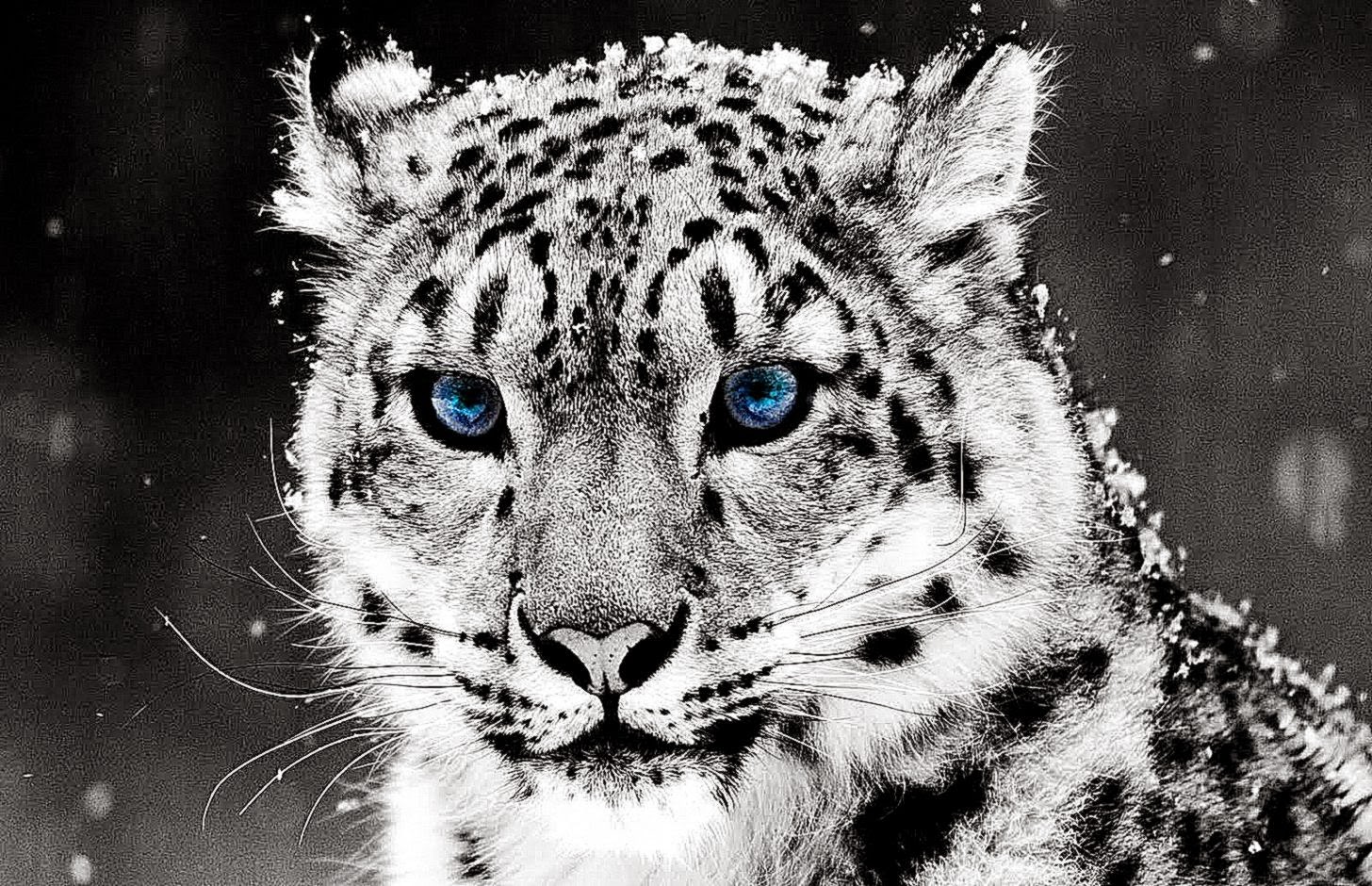 Cute Snow Leopard Wallpaper Mac
