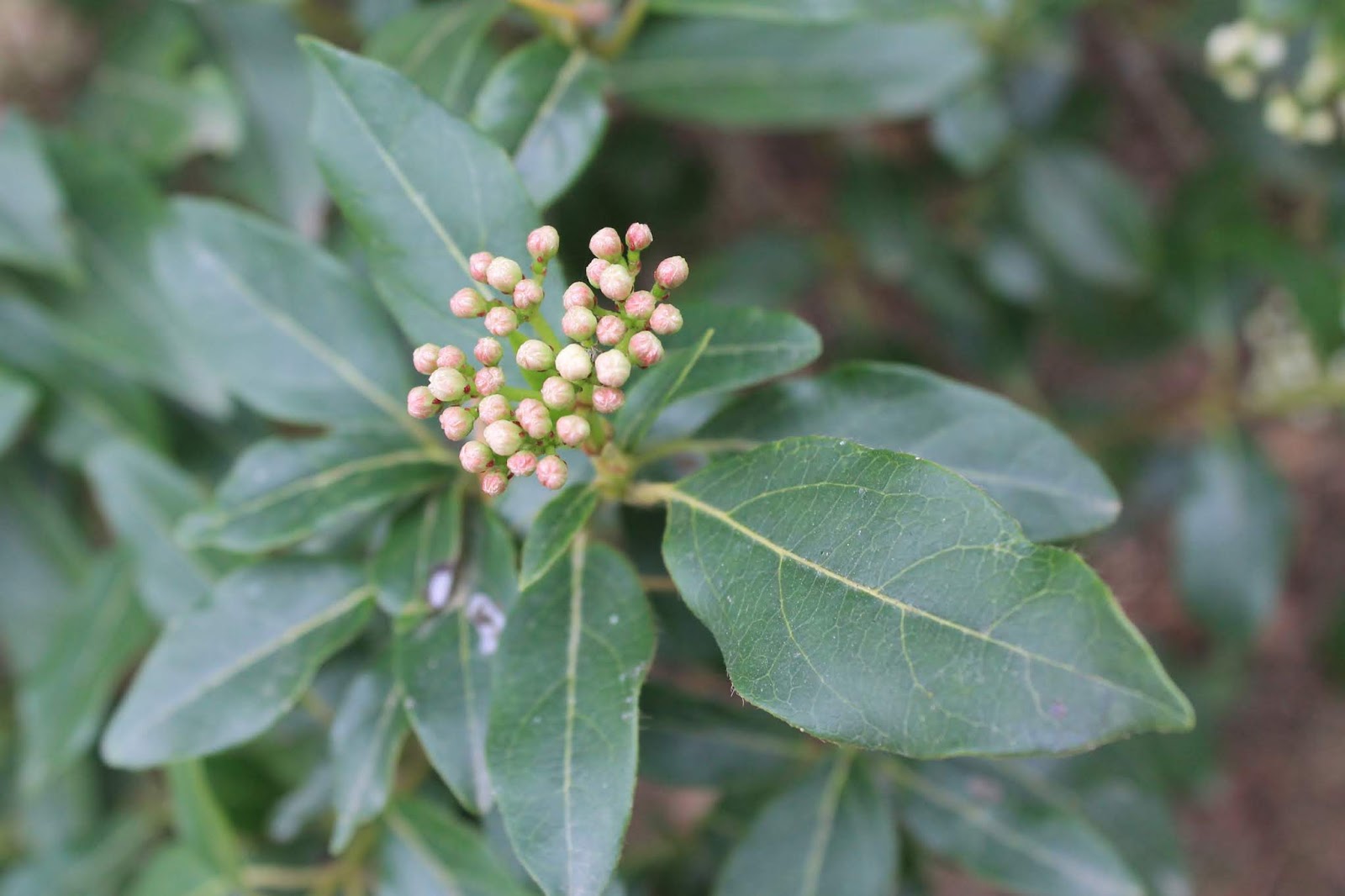 Viburnum Tinus 7 5 Ltr Perfect For Plants