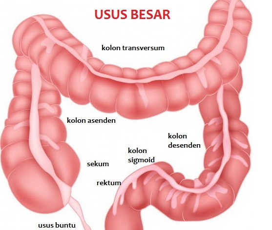 Bekatul Beras Merah Dapat Membantu Meremajakan Usus Besar. Bekatul Beras Merah Dapat Membantu Meremajakan Usus Besar.