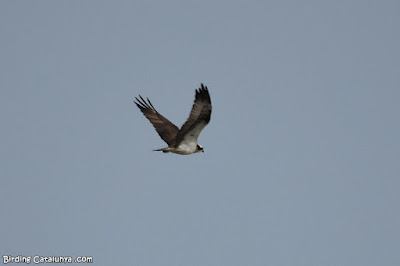 Àguila pescadora (Pandion haliaetus)