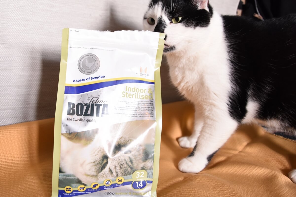 2019 Bo Lubie Koty Koci Blog Blog O Kotach Koty Blog