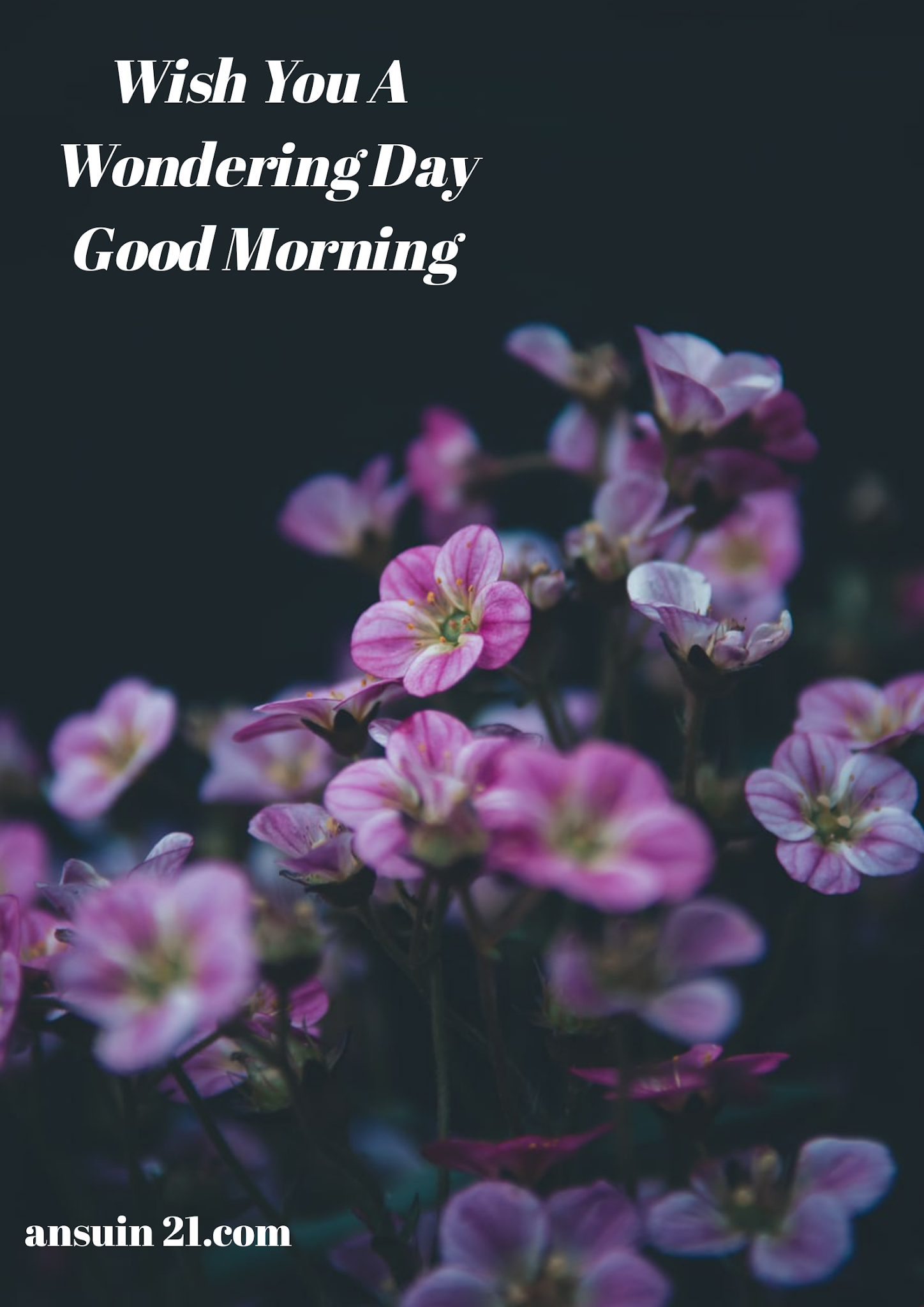 Best Good Morning HD Images, Wishes, Status HD Wallpaper