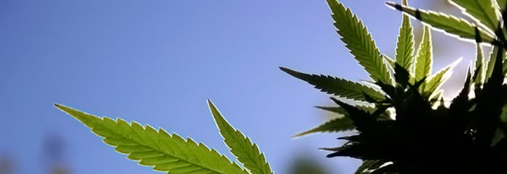 ¿Debería permitirse el consumo de marihuana con fines medicinales?