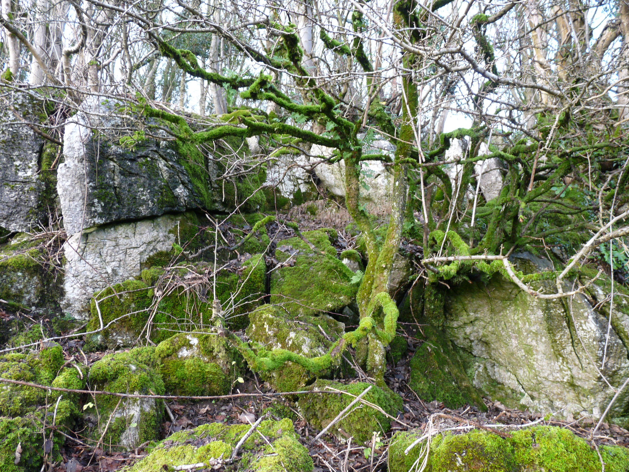 Hutton Roof's Special Ferns and More: Polypodium Cambricum (Southern ...