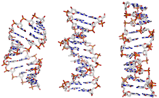 Soldan sağa, A, B ve Z DNA'nın yapıları