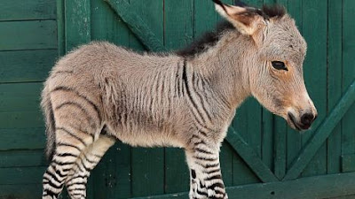 Bungled and the Botched: Zonkey Alert! Half Zebra - Half Donkey Born in
