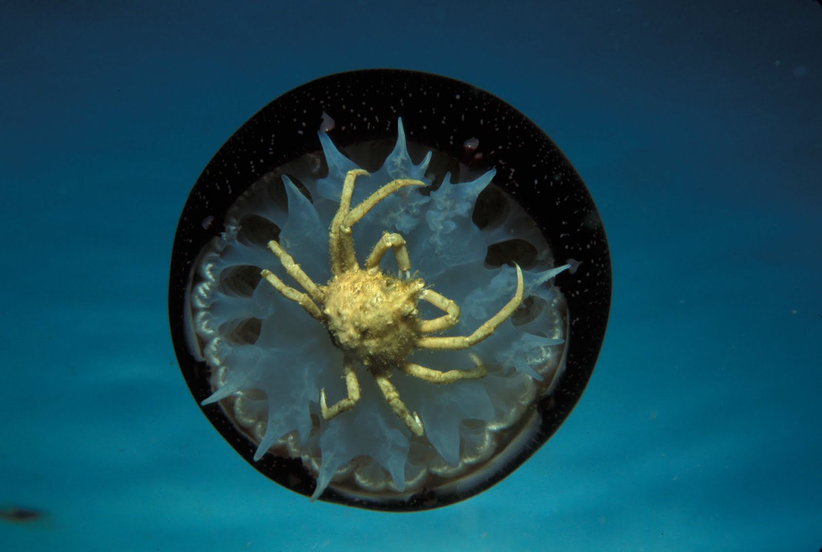 The Aquatic World of Russell Blackwood