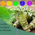 Manfaat Plastik Uv - Mencoba Peruntungan Melalui Wasabi