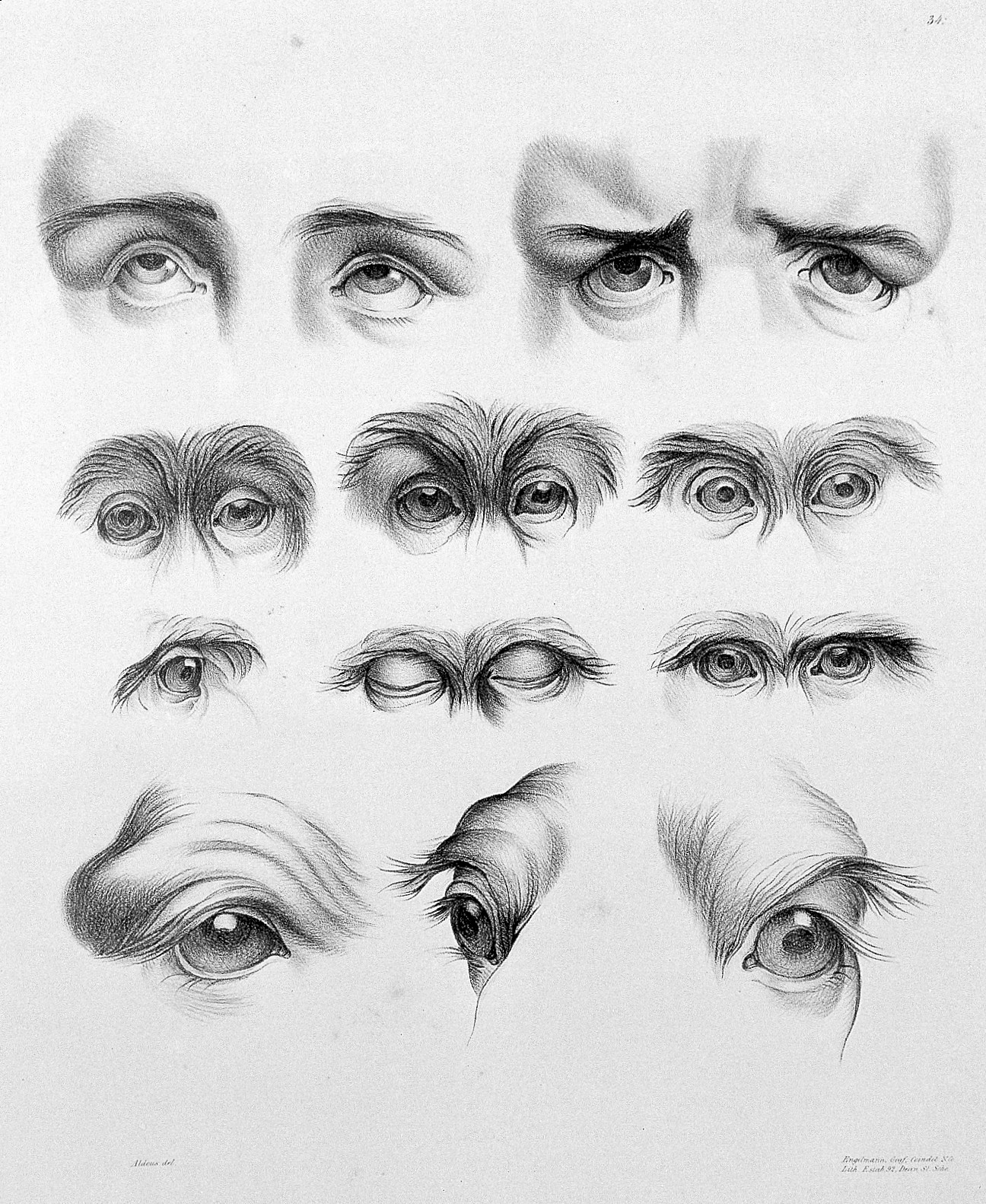 Face Keys România Fizionomia europeană ca parte a fiziologiei