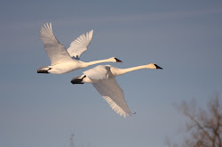 trumpeter swans birds pair flying flight tundra wild poll legalized flyway mississippi hunting should thousand nature days minnesota migrate february