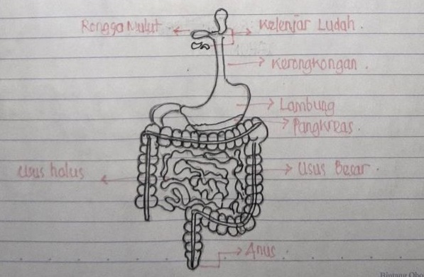 Gambar Laporan Praktikum IPA UT Sistem Pencernaan