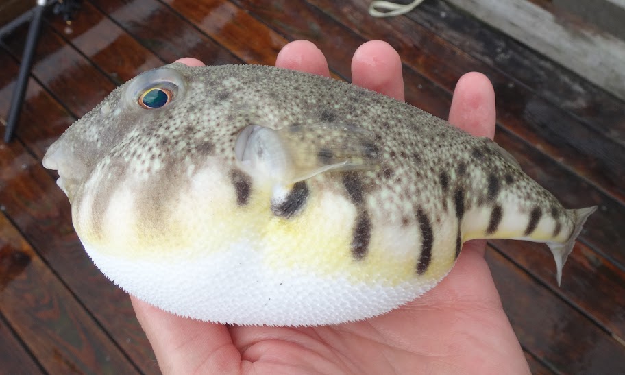 Ben Cantrell's fish species blog: October 2015