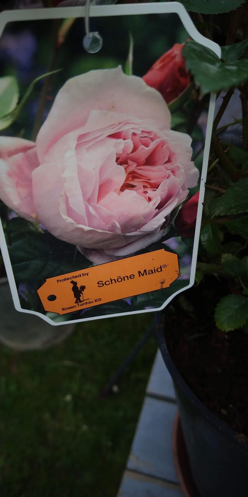 Pflanzen Art Rosentage mit Abstand aber vielen Rosen