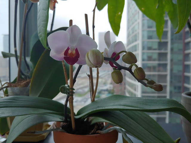 Orquídea del género Phalaenopsis.