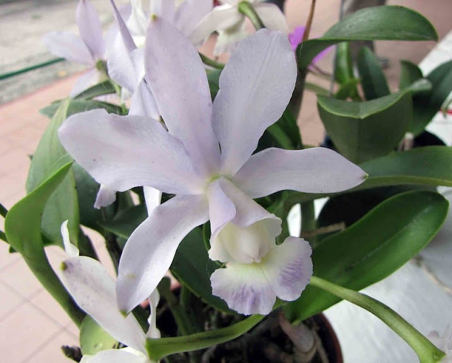 Cattleya x dolosa