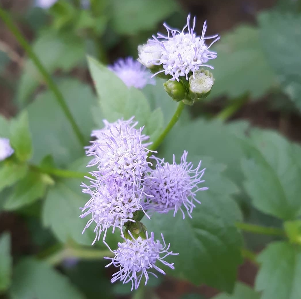Bunga Ageratum conyzoides