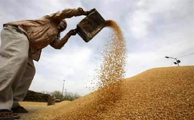 the agriculture in Gujarat wheat crop market prices clash from two sides Gujarat farmers will get good wheat apmc market prices in super quality wheat