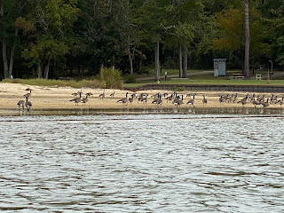 The geese were not happy to see us in our kayak The geese were not happy to see us in our kayak