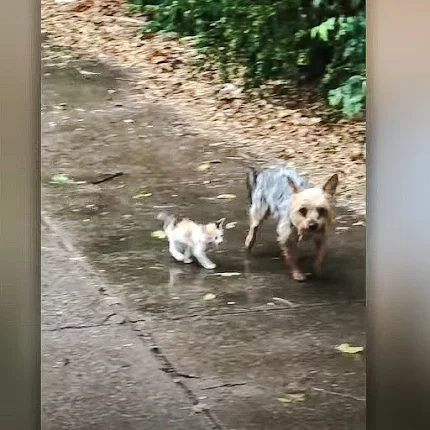 Dog rescues tiny abandoned kitten and leads her to safety