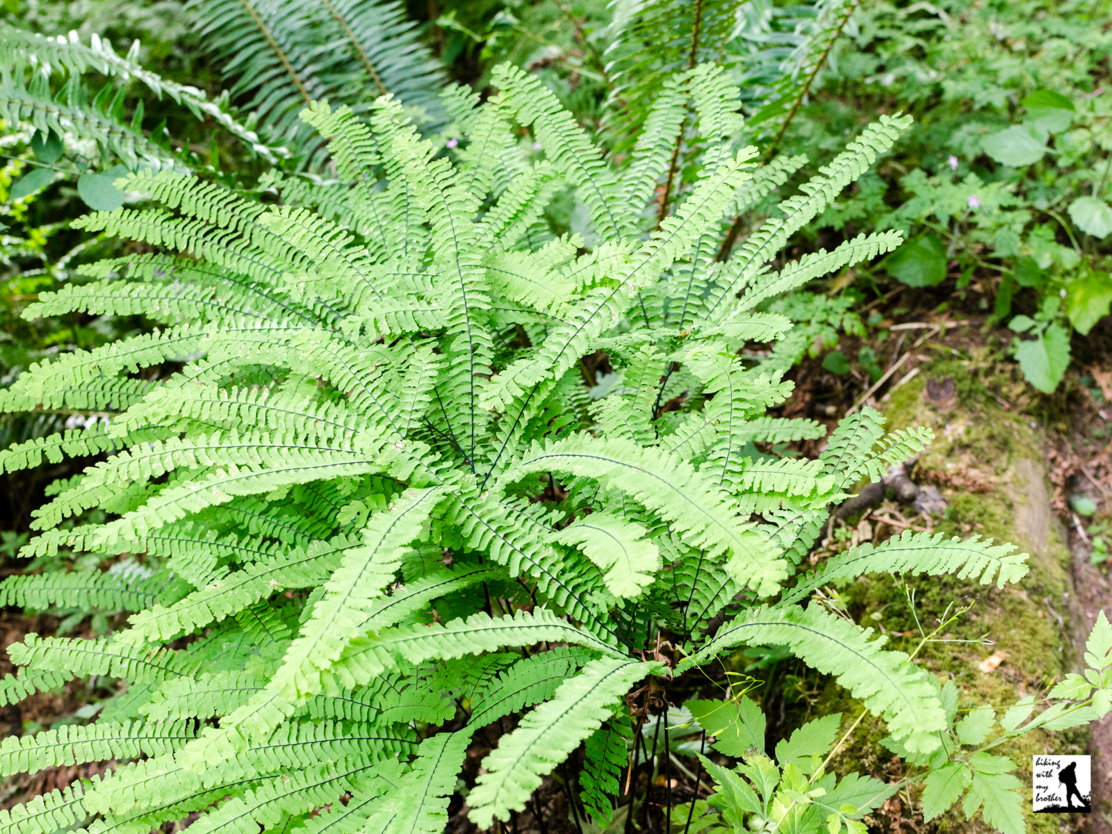Licorice Fern Trail (S6) to Far Country Falls Hiking with my Brother