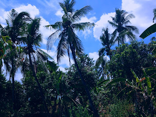 Coconut Trees Scenery In The Plant Field