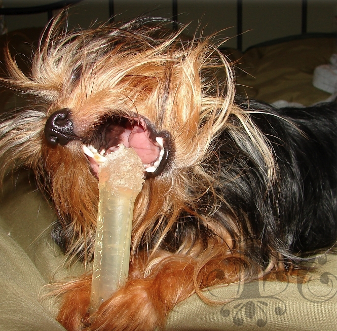 Quanto tempo demora para nascer os dentes do shih tzu Clearance