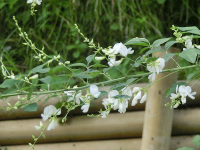 ���A�@�̃n�M