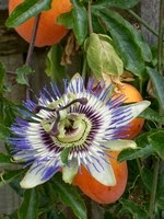 Flower of Passion Fruits (果物時計草):  <br>Seeds contain "PAK-blokers"