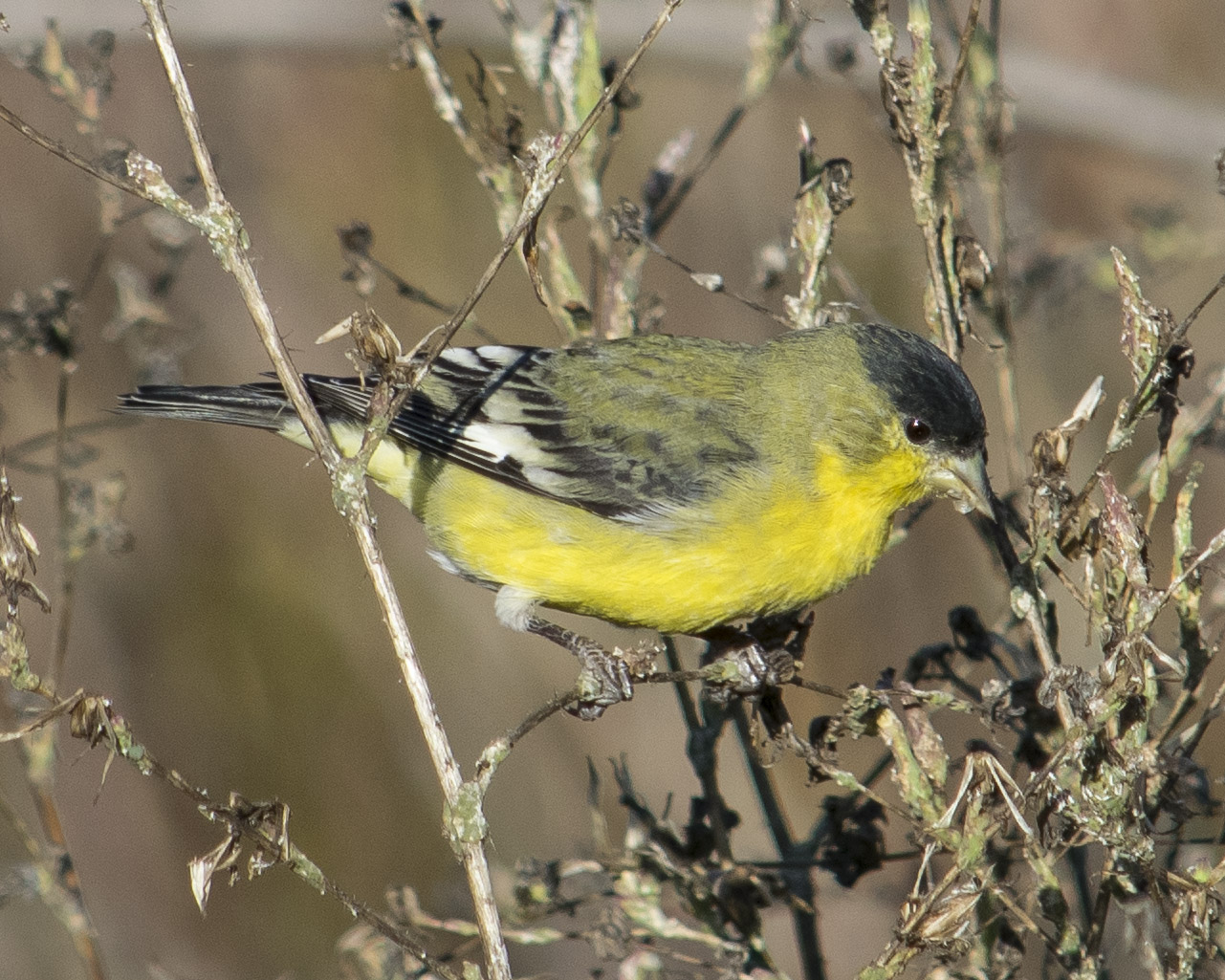 Lesser Goldfinch ~ Rocklin Wildlife