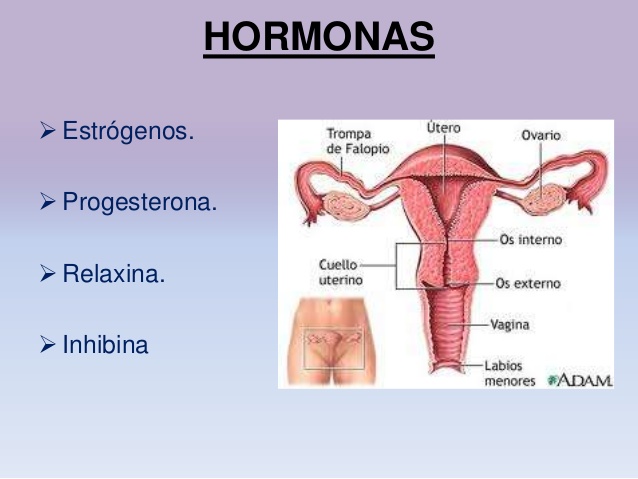 hormonas del sistema reproductor femenino