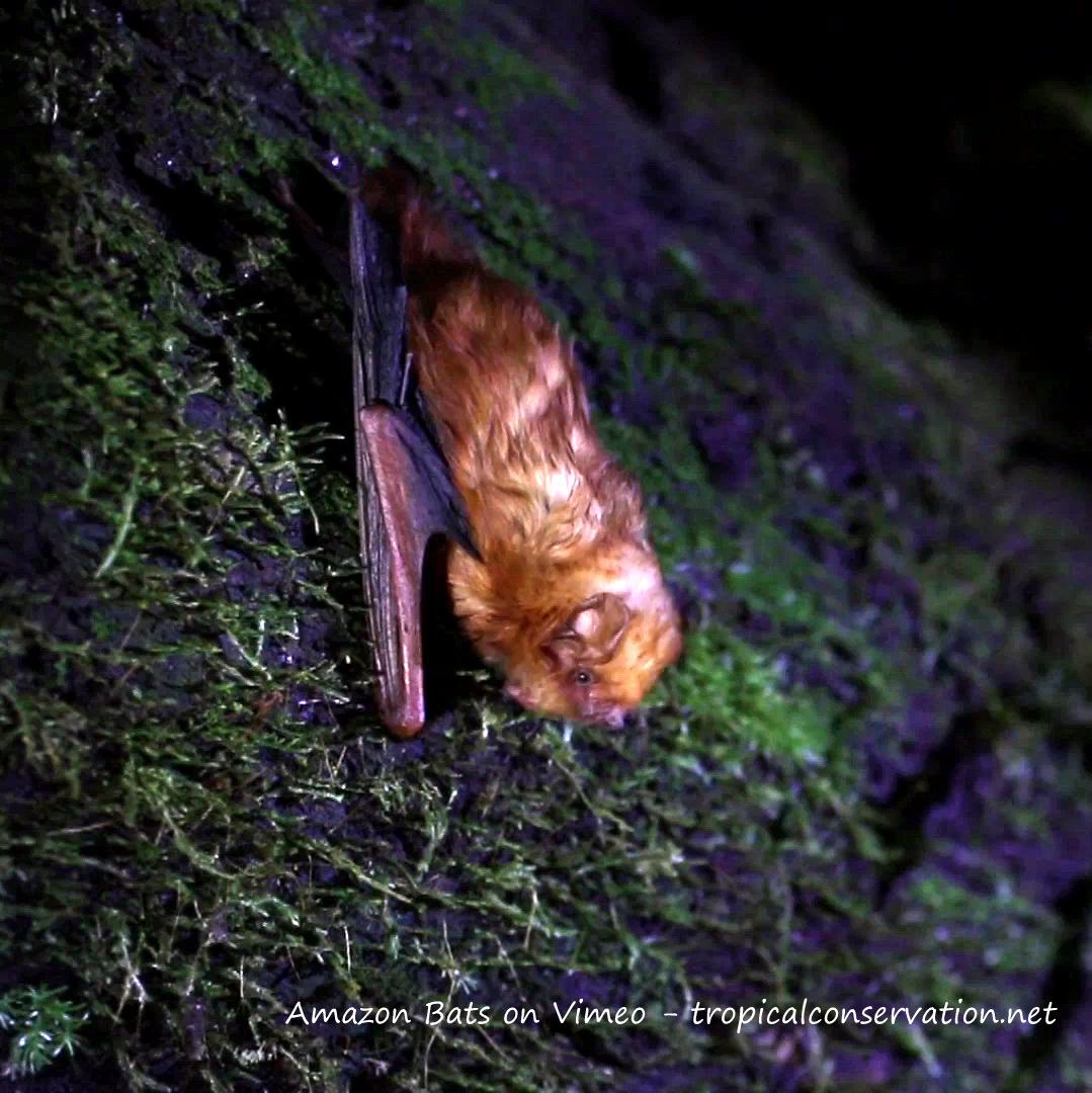 Amazon Bats
