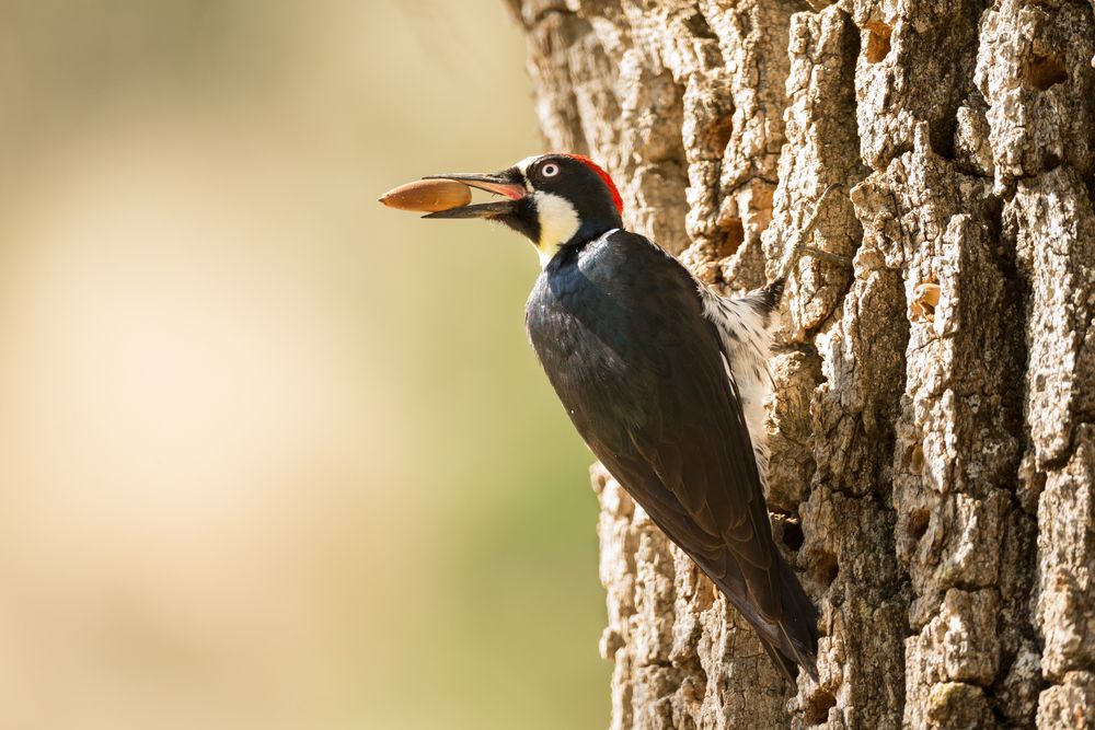 Acorn Woodpecker granaries