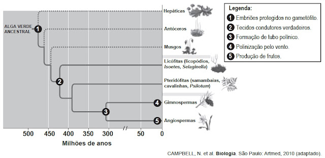 QUESTÕES DO ENEM - EVOLUÇÃO