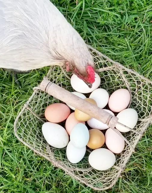 gray chicken looking at basket of eggs