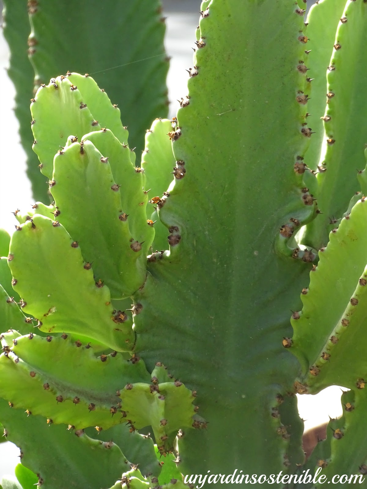 Euphorbiaingens "candelabrum" (Candelabro)