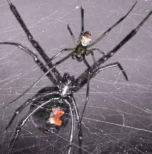 What is a Black widow spider