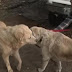 Cette famille perd son chien dans les incendies en Californie mais le retrouve miraculeusement
