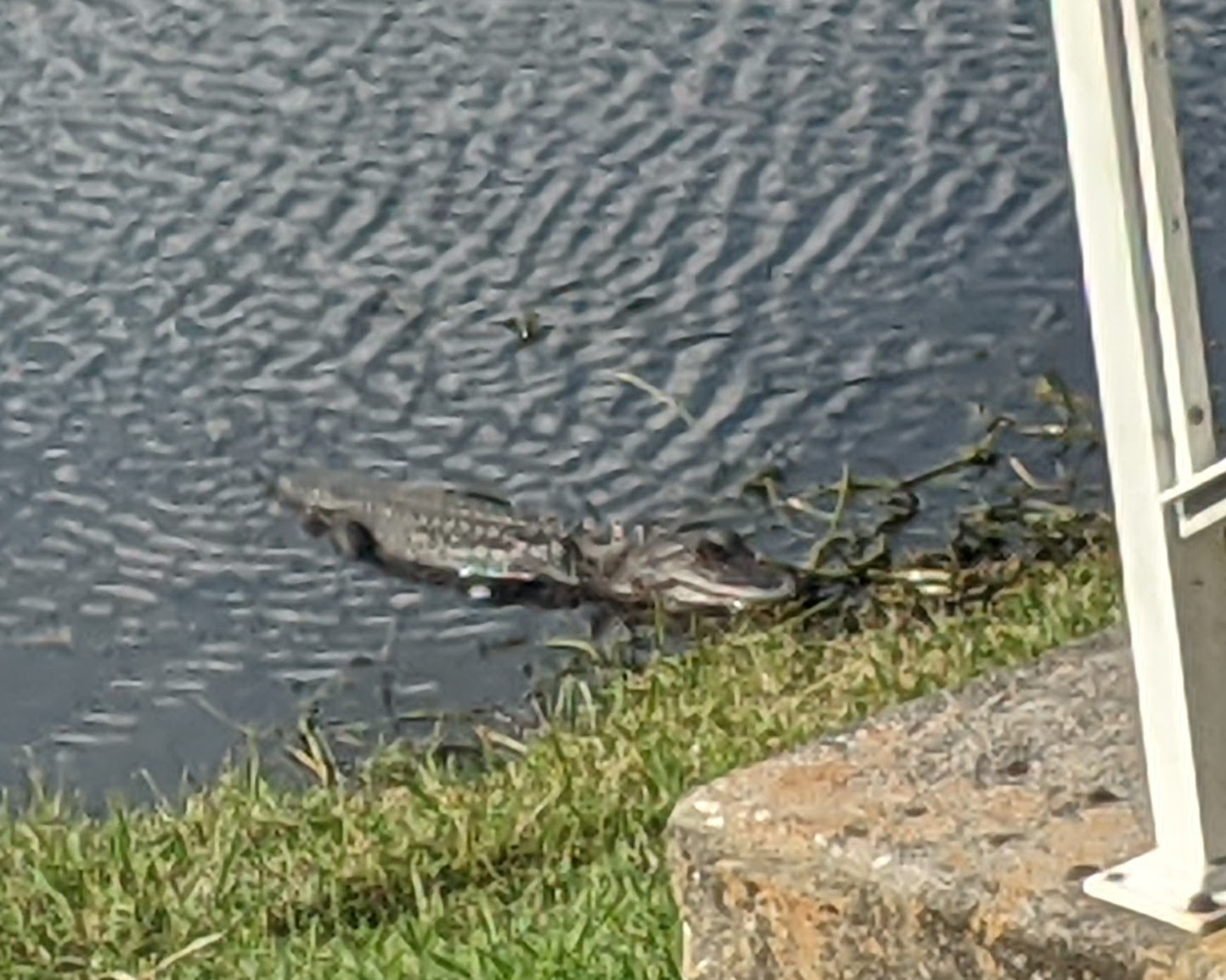 TUMBLEWEED History Dentist