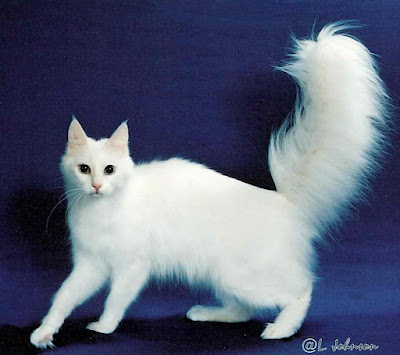 White Turkish Angora Cat