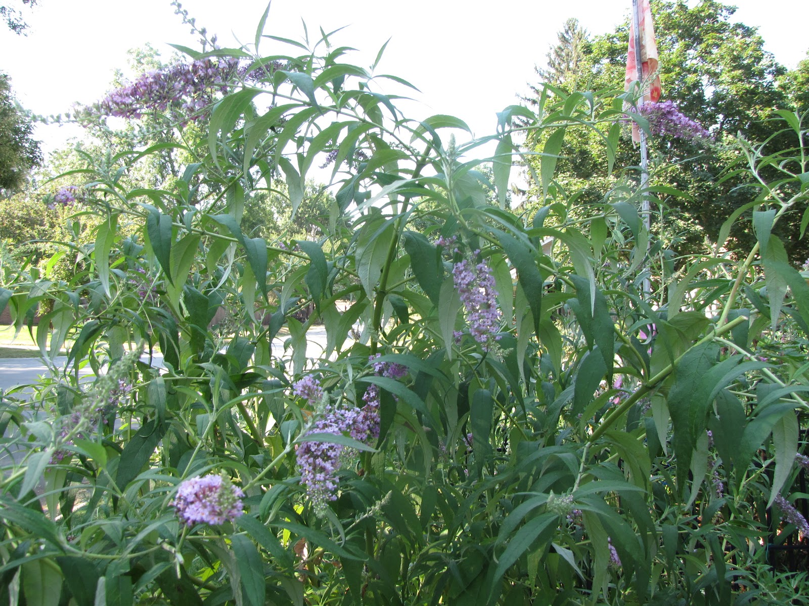 A Corner Garden How I Deadhead Butterfly Bushes