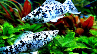 Molly Fish 4K Ultra HD Wallpapers / Backgrounds