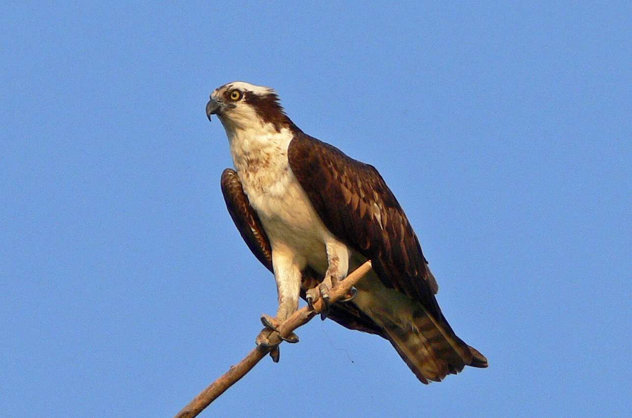 osprey wingspan osprey wingspan