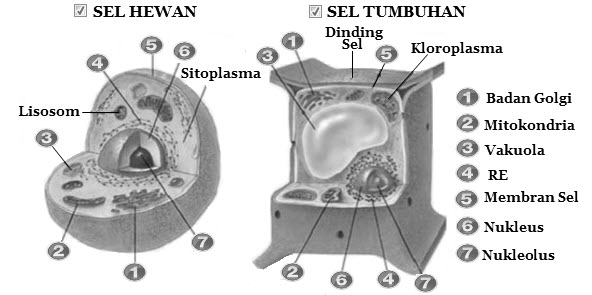 Perbedaan Sel  Hewan  dan  Sel  Tumbuhan  Mikirbae