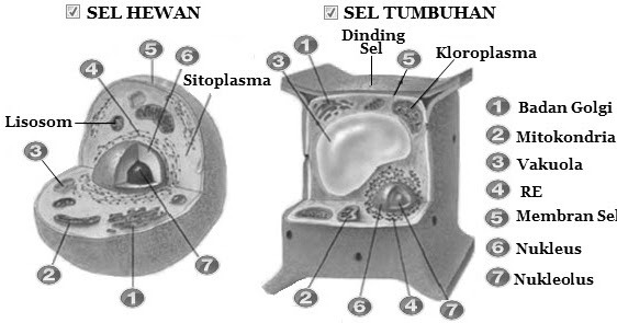 Perbedaan Sel Hewan dan Sel Tumbuhan