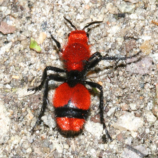 honey bee and wasp Cow Killer (Dasymutilla occidentalis)