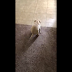 Give a puppy to his girlfriend (Fail)